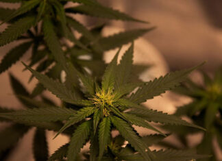 Kolekcjonerskie nasiona marihuany