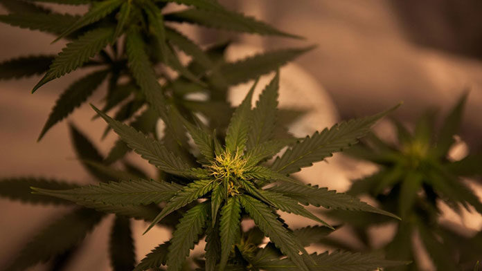 Kolekcjonerskie nasiona marihuany