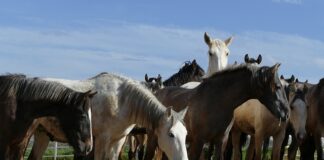 Jakie narzędzia e PR można wykorzystać w zarządzaniu sytuacja kryzysową?