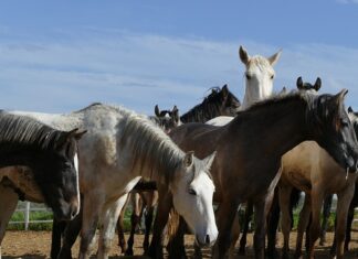 Jakie narzędzia e PR można wykorzystać w zarządzaniu sytuacja kryzysową?