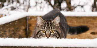 Czy dopuszczalne jest korzystanie z ukrytych kamer?