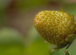 Kiedy mózg osiąga dojrzałość?