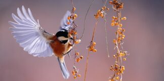 Jakie mamy rodzaje obserwacji?