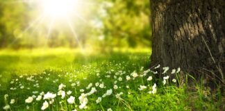 Jak zarządzać siecią wifi?