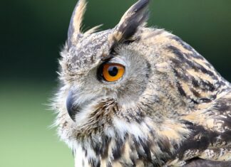 Dlaczego nie dostaję Alertów RCB?