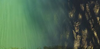 Jaki jest maksymalny poziom w karierze zawodnika FIFA 23?