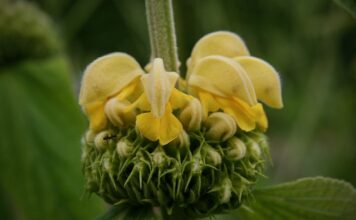 Co to brand identity?