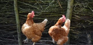 Jakie są typy przedsiębiorczości?