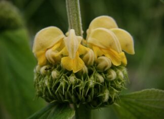 Z czego składa się brand book?