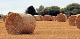 Jakie są rolę w zespole?