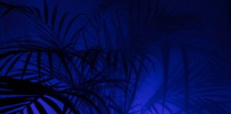 Co to jest PP w liceum?