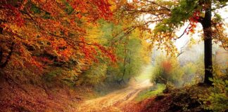 Jak wyobrażasz sobie swoją dalszą ścieżkę zawodowa?