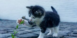 Co ułatwia kontakt z ludźmi?