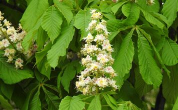 Czy można zdać maturę w 2 klasie liceum?