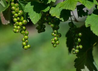 Jak leczyć niedojrzałość emocjonalna?