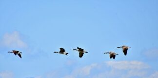 Co to jest kształtowanie wizerunku?