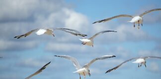 Jak rozwinąć swoją firmę?